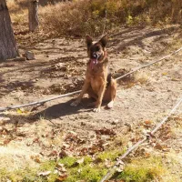 سگ ژرمن|سگ|بهار, |دیوار