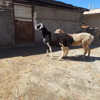 گوسفند چینی