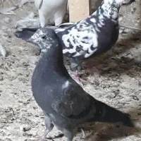 کبوتر گرفتی  (یکجا دونه ۲۰۰)