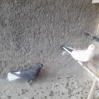 کبوتر|پرنده|ابهر, |دیوار