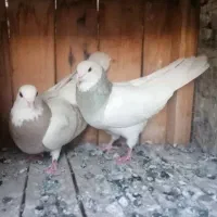 کفتر طوقی نر. ماده یکت زرد