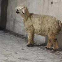 فروش یک عدد بره