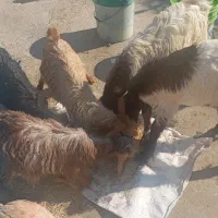 فروش 2 کهره درشت پاکستانی و2کهره ماده ویک کهره نر|حیوانات مزرعه|بهبهان, |دیوار