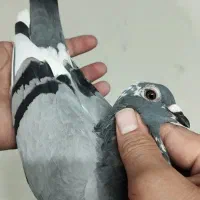 کبوترعراق گرفتنی