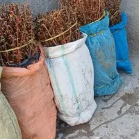 فروش نهال زرشک ۲ساله و ۳ساله|خدمات باغبانی و درختکاری|قائن, |دیوار