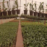 گل آپارتمانی