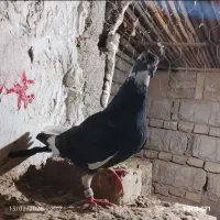 کبوتر مسافتی ماده