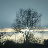 جویای کار دولتی