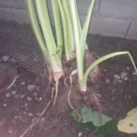 گل بابا آدم بزرگ قدی|گل و گیاه طبیعی|رشت, بازار|دیوار