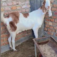 بز گلابی|حیوانات مزرعه|زاهدان, |دیوار