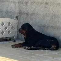 سگ روتوایلر اصیل