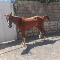 خرید فروش اسب پالانی