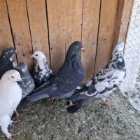 ماده زاغ انگشت خورده گمشده