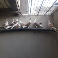کبوتر