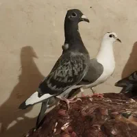 فروشی|پرنده|خلیل آباد, |دیوار