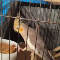 عروس هلندی ماده|پرنده|ری, دولت‌آباد|دیوار