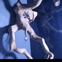 چوب ابنوس|ماهی|کرج, شهرک جهازیها|دیوار