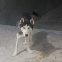 سگ ژرمن هاسکی|سگ|سیرجان, |دیوار