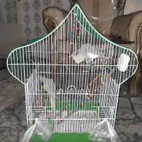 عروس هلندی|پرنده|اصفهان, کساره|دیوار