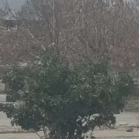 نهال آلو بخارا