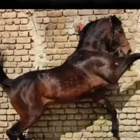 سیلمی کورد|اسب و تجهیزات اسب‌سواری|کرمانشاه, |دیوار