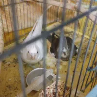 مولد همراه با سه عدد جوجه از نژاد البینو