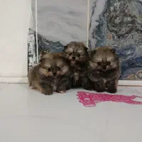 پامرین خرسی اصیل