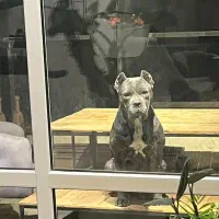 توله کن کورسو بلو|سگ|شهریار, شهریار|دیوار