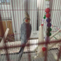 فروش یک جفت عروس هلندی