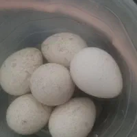 تخم بوقلمون نطفه دار