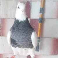 فروش ماده عتیقه