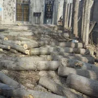 خرید چوب به قیمت روز|خدمات باغبانی و درختکاری|زنجان, |دیوار