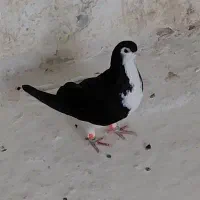 ساده|پرنده|تربت‌حیدریه, بی بی حسنیه|دیوار