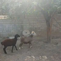 ۳ راس بره ماده ، سالم و سرحال|حیوانات مزرعه|گنبد کاووس, |دیوار