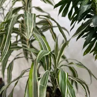 برگ گندمی|گل و گیاه طبیعی|رشت, گیل|دیوار