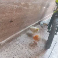 دوعدد جوجه  دانه ای ۶۵ تومان