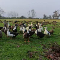 اردک چاق|حیوانات مزرعه|ماکلوان, |دیوار