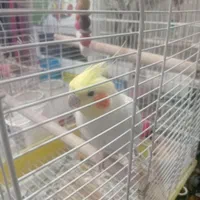 عروس هلندی