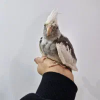 عروس وایت فیس نر ۳ ماهه|پرنده|سنگر, |دیوار