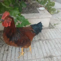 خروس جوان