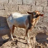 بزفروشی|حیوانات مزرعه|زهک, |دیوار