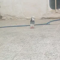 سلام کبوتر نر سالم سالم