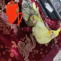 دو عروس هلندی فقط یک میلیون با سرلاک و وسایل