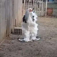 تخم مرغ نطفه دار برهما لایت