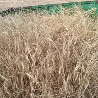 کاه گندم دیمی ، با خرمنکوب ، ریز و نرم