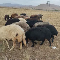 میش افشاری|حیوانات مزرعه|اصفهان, تیران|دیوار