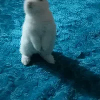 خرگوش مینیاتوری|موش و خرگوش|باقرشهر, |دیوار