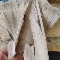 زرد نر گمشده|حیوانات|قم, ولیعصر|دیوار