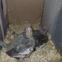 جوجه عروس هلندی