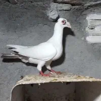 کبوتر دم سرخ کرمانی